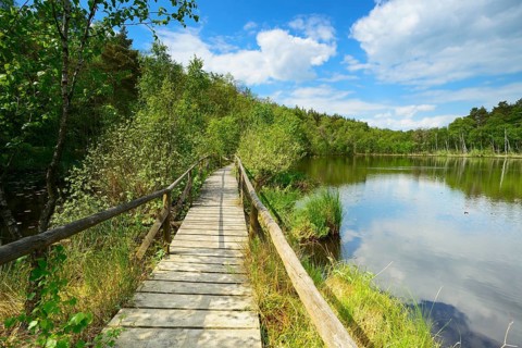 Moor path