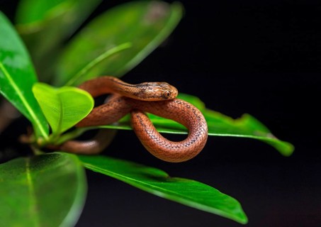 Colubrid