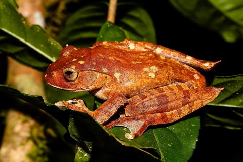 Madagascar brown tree frog