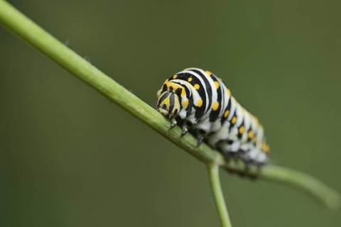 Black Swallowtail