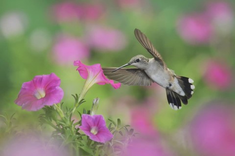 Ruby-throated Hummingbird