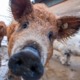Woolly pig