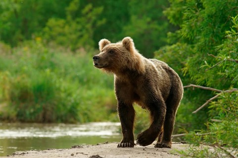 Brown bear