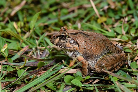 Madagascar Bullfrog