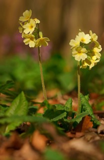 Oxlip or true oxlip