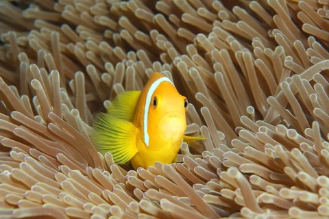 Maldive anemonefish