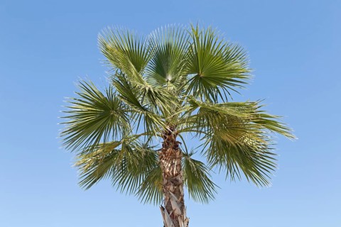 Palm