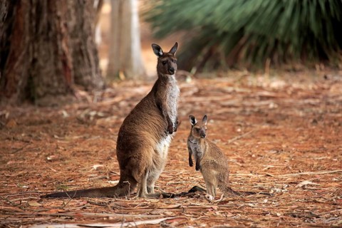 Western Gray Kangaroo