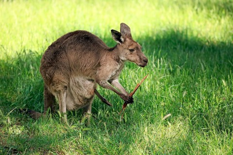 Eastern Gray Kangaroo