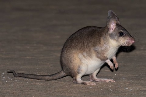 Malagasy giant rat