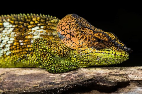 Mount Amber Shorthorn Chameleon