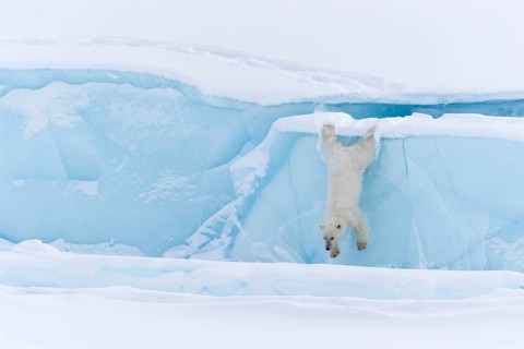 Polar bear