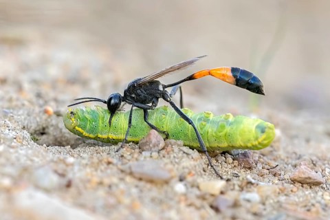 Common Sand Wasp