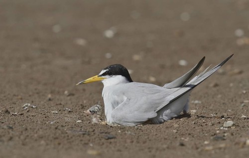 Least Tern
