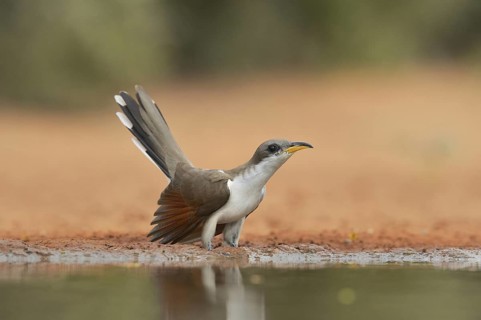 Yellow-billed Cuckoo