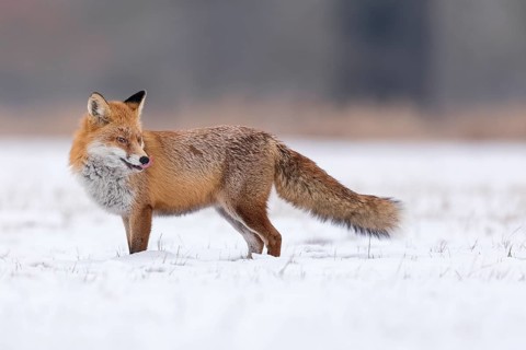 Red Fox