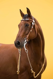 Portrait Western riding horse