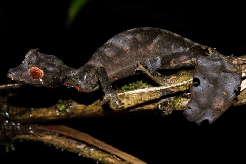 Satanic Leaf Tailed Gecko