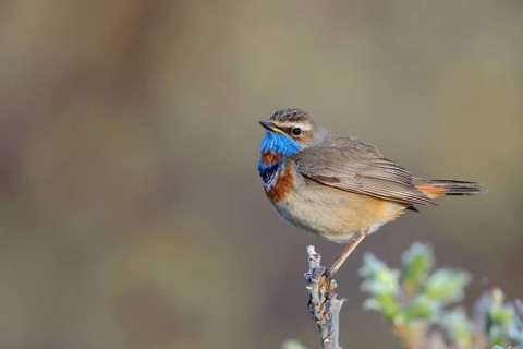 Red-spotted bluethroat