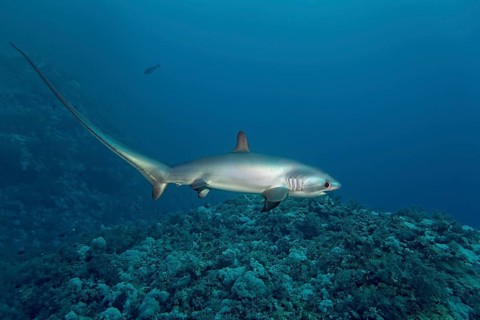 Common thresher