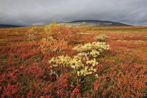 Colourful autumn landscape on the Saltfjellet