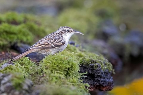 Short-toed treecreeper