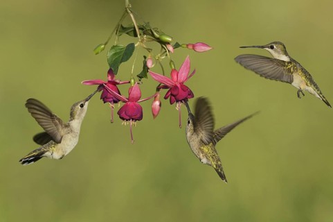 Black-chinned Hummingbirds