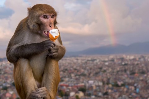 Rhesus macaque