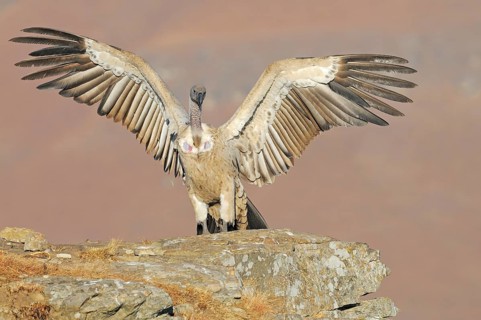 Cape vultures