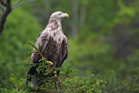 White-tailed eagle