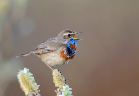 Singing red-spotted bluethroat