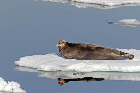 Bearded seal