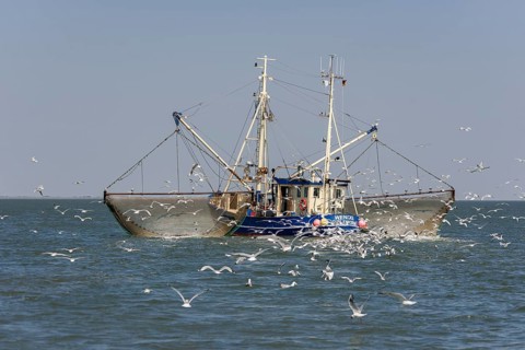 Fishcutter with casted nets at crabs catching