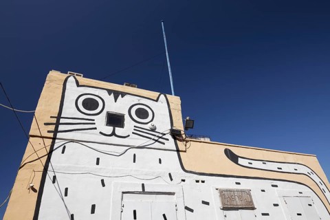 Cat