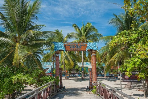 Coconut trees