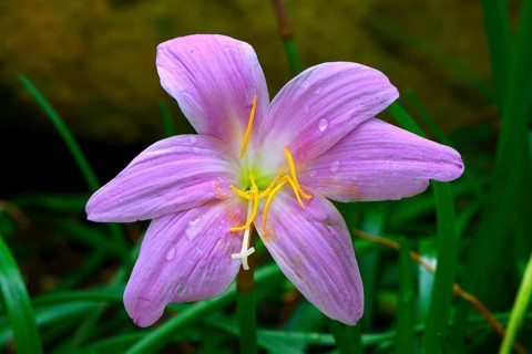 Zephyranthes carinata