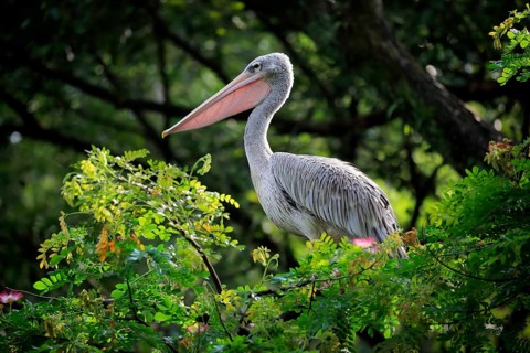 Spot-Billed Pelican