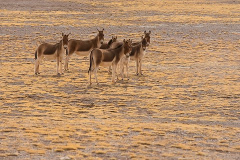 A herd of Kiang or