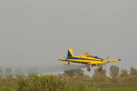 Crop duster plane flying low while spraying an anti mosquito substance onto the rice fields