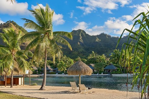 Chairs on beach with palm trees