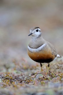 Eurasian dotterel