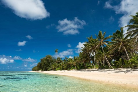 Sandy beach with palm trees and turquoise water