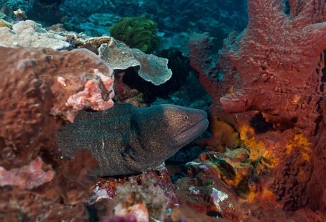 Sooty-head moray
