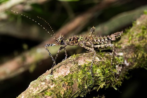 Thorny stick insect