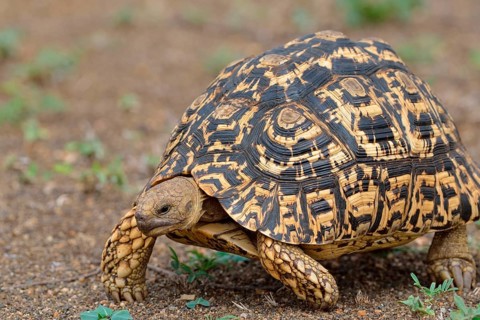 Leopard tortoise