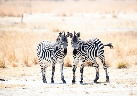Pair of young Crawshay's zebras