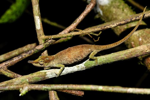 Chameleon