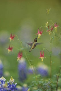 Black-chinned Hummingbird
