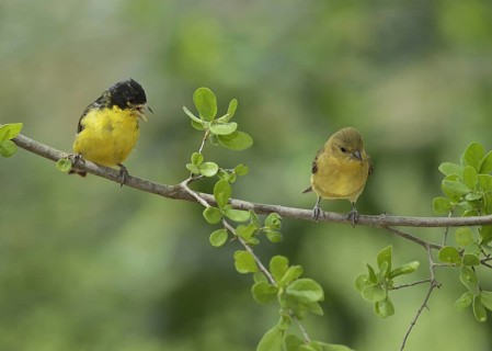 Lesser Goldfinch