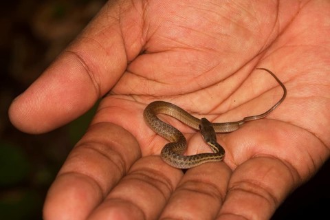 Yellow-striped water snake